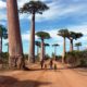 baobab&moringa - Integratore naturale a base di baobab e moringa