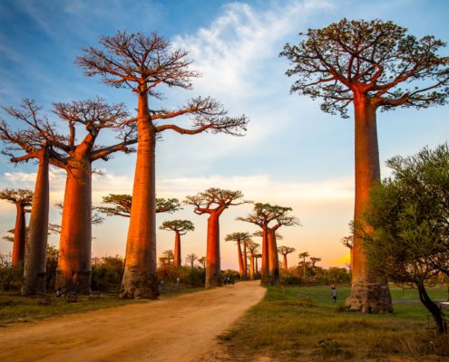 baobab&moringa - Integratore naturale a base di baobab e moringa